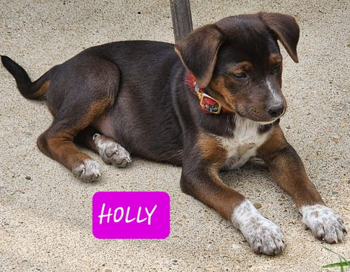 Holly *adoption pending