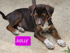 Holly *adoption pending