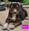 Holly *adoption pending