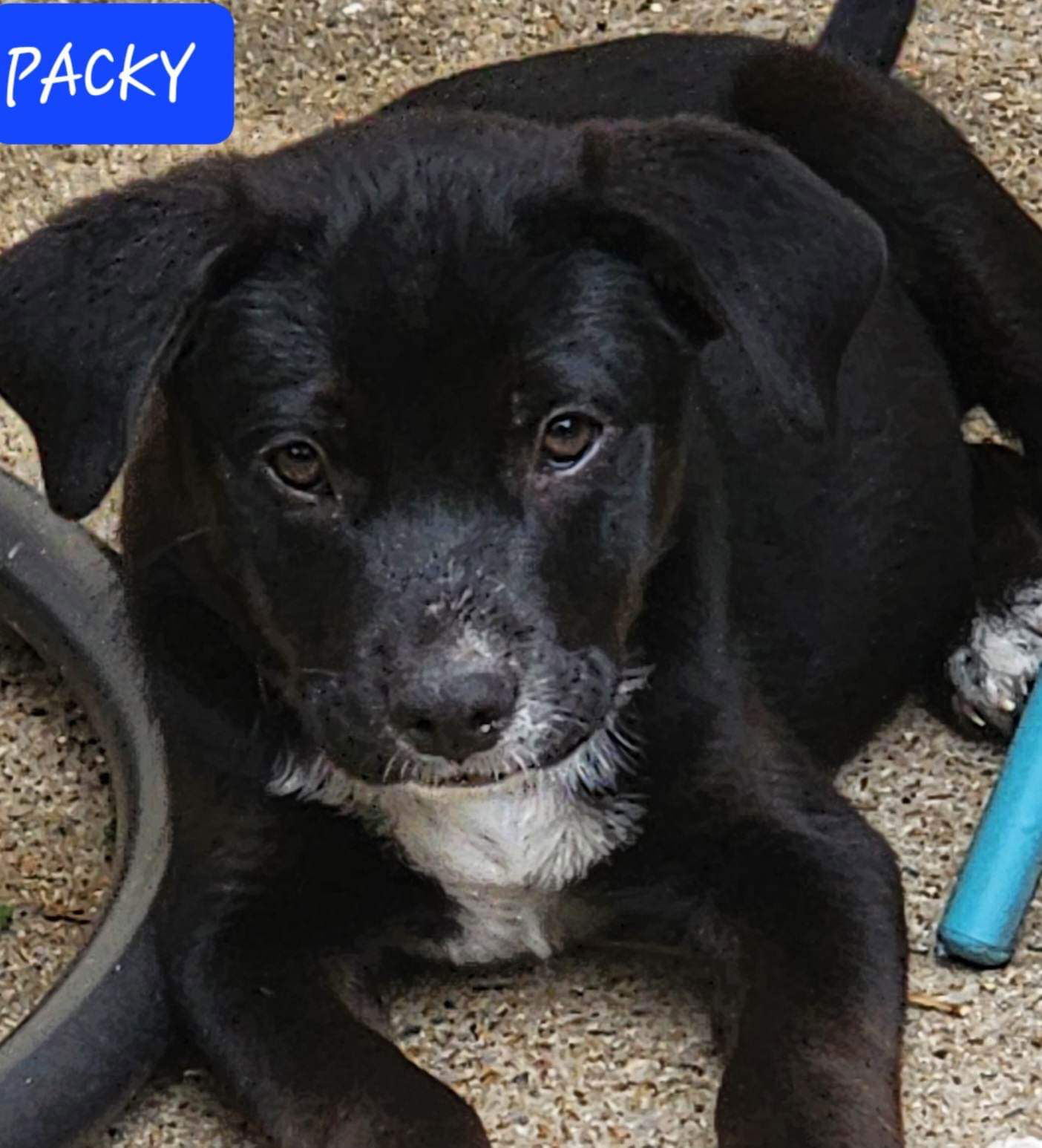 Dog For Adoption - Packy, A Labrador Retriever In Little Rock Air Force 