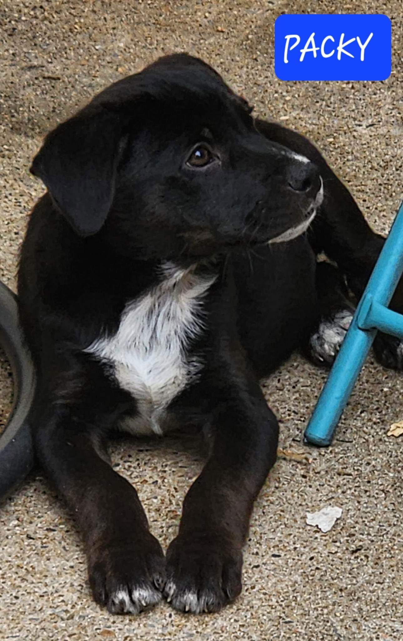 Dog for Adoption - Packy, a Labrador Retriever in Little Rock Air Force ...