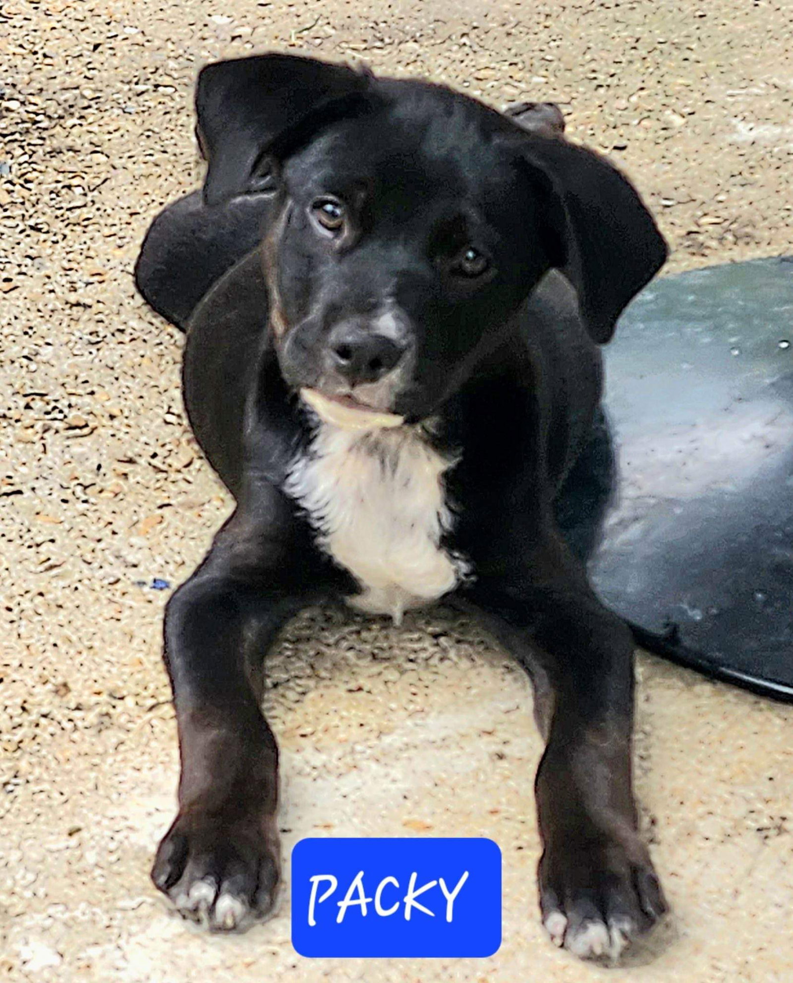 Dog for Adoption Packy, a Labrador Retriever in Little Rock Air Force Base, AR Alpha Paw