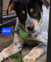 Arlo *adoption pending