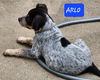 Arlo *adoption pending