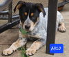 Arlo *adoption pending