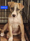 Charlie *adoption pending