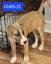 Charlie *adoption pending