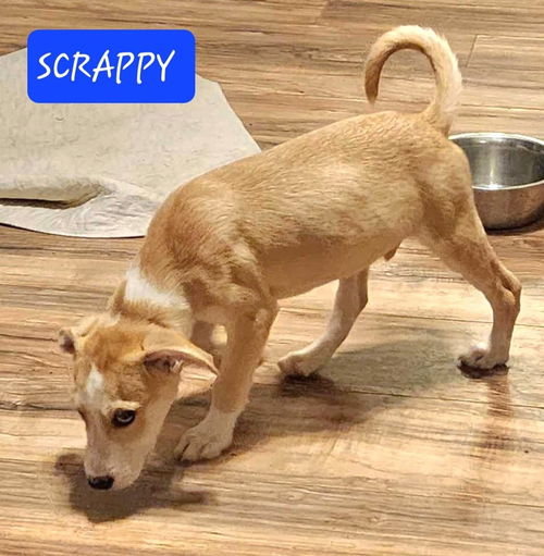 Scrappy