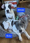 Bryan  *adoption pending*