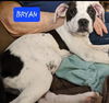 Bryan  *adoption pending*