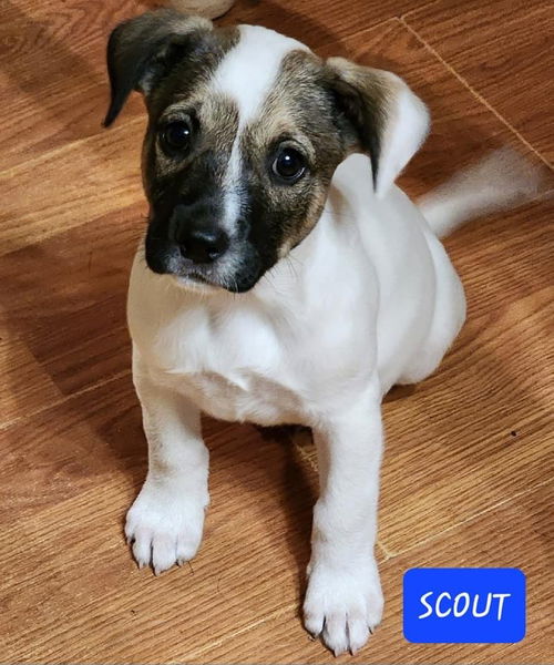 Scout