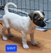 Scout