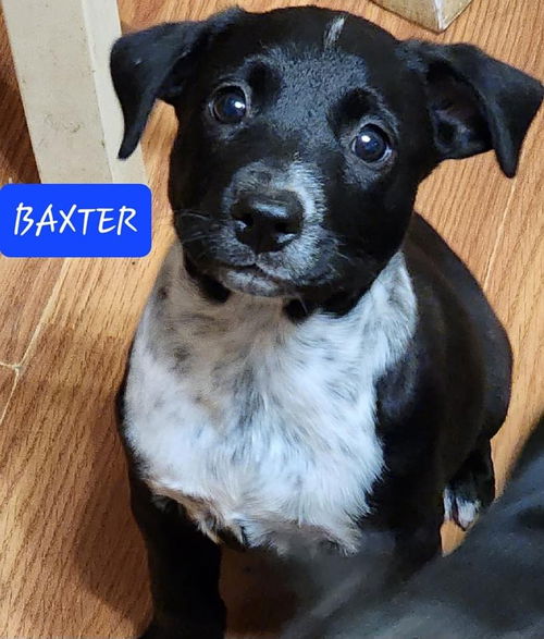 Baxter