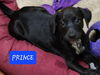 Prince *adoption pending