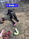 Axle