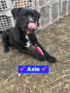 Axle