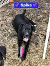 adoptable Dog in , AR named Spike