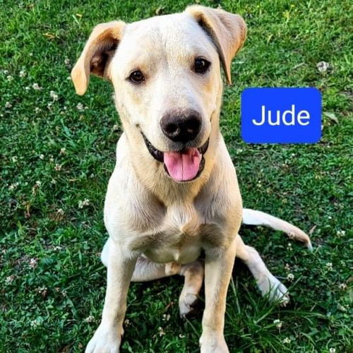 Jude *adoption pending