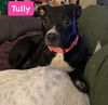 Tully