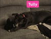 Tully