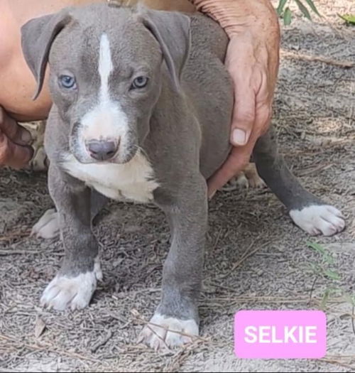 Selkie *adoption pending