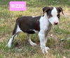 Rizzo *adoption pending