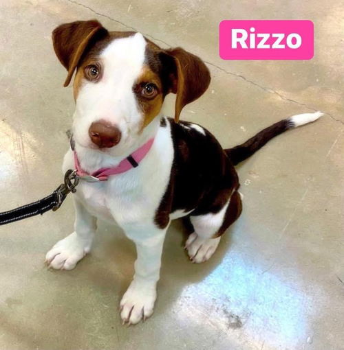 Rizzo *adoption pending