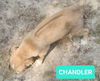 Chandler *adoption pending