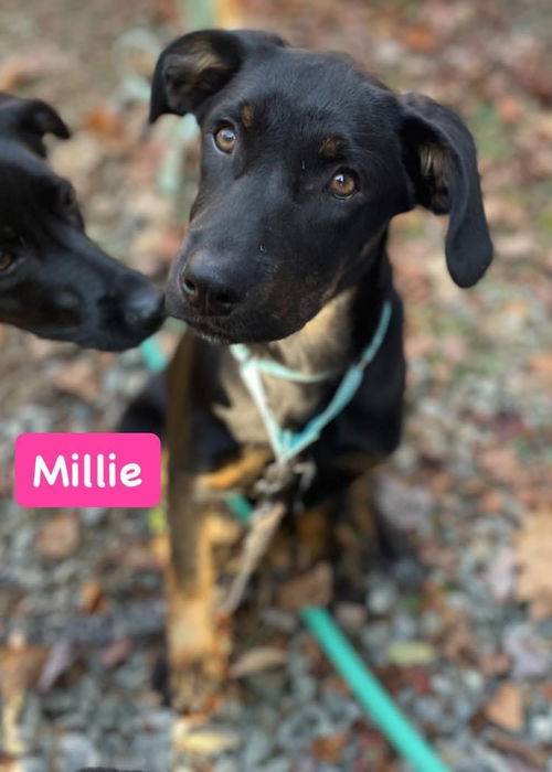 Millie *adoption pending