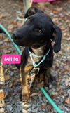 Millie *adoption pending