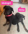 Millie *adoption pending