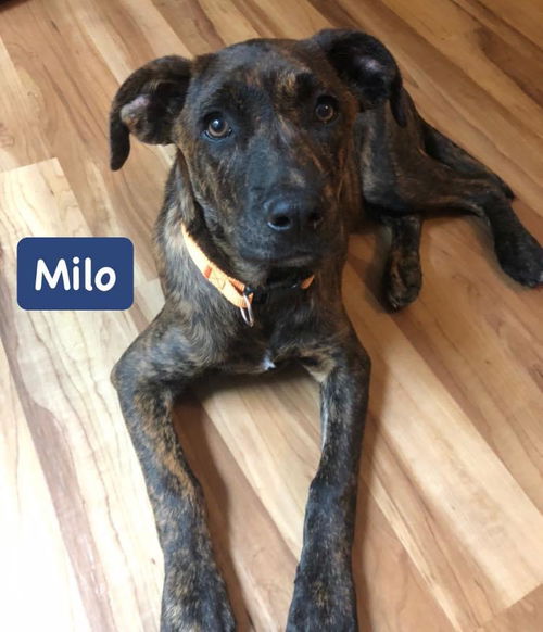 Milo