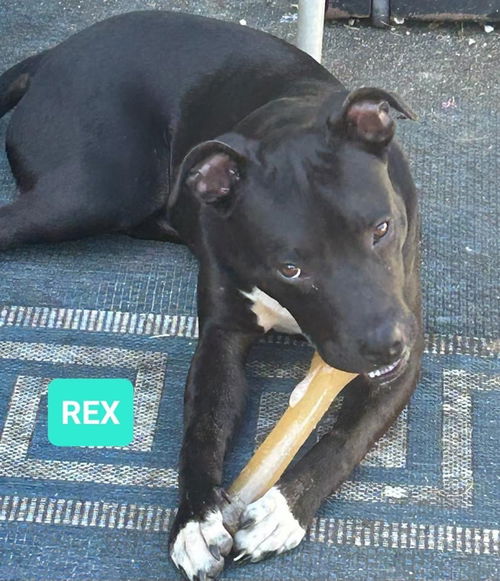 Rex *adoption pending