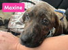 Maxine *adoption pending