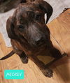 Mickey