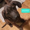 Mickey