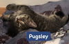 Pugsley *adoption pending