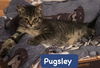 Pugsley *adoption pending