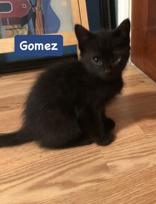 Gomez