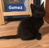 Gomez