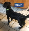 Bailey