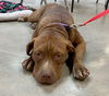 Miley *Adoption pending