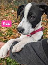 Kaz *adoption pending