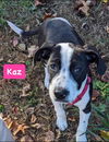 Kaz *adoption pending