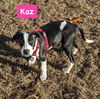 Kaz *adoption pending