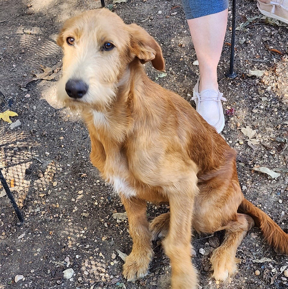 Dog for Adoption Copper, a German Shepherd Dog in Jefferson County