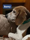 Benny