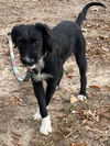 Covie *adoption pending