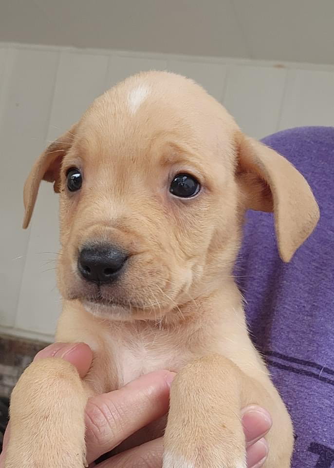 Dog for Adoption Nick, a Labrador Retriever in Little Rock Air Force Base, AR Alpha Paw