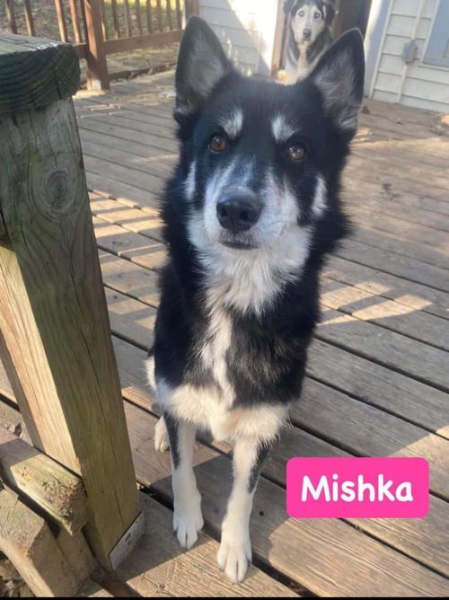 Mishka